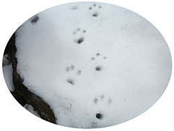 雪の上のわんちゃんの足跡