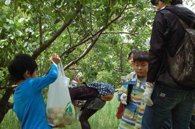 20150612ume_2.JPG