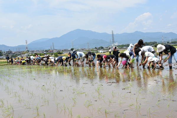 2017.6.10伊勢原米 070.JPG