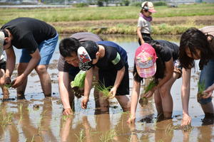 2017.6.10伊勢原米 060.JPG