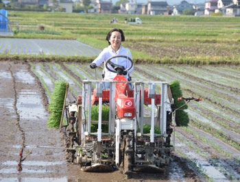 機械植えでスイスイ