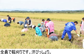 稲刈りの様子