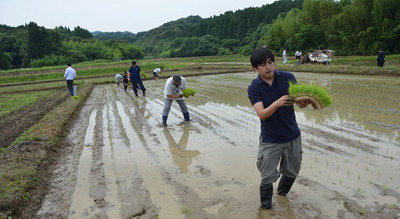 総出で手植え