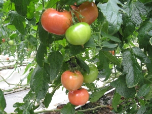 サングレイス静岡農場のおいしそうなトマト