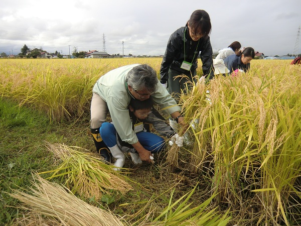 http://www.ucoop.or.jp/shouhin/shoku_shokuryo/sanchi/150926inekari1.jpg