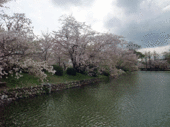 1sagazakura.gif