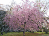 盛岡城跡公園の桜