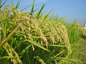 20110913m02.jpg
