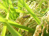 20110913m03.jpg