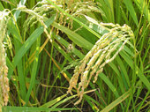 20110913m04.jpg