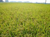 20110913m06.jpg