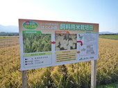 看板の後ろは稲穂のじゅうたんのようです