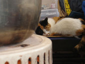 猫はストーブのそばで丸くなっています