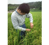 稲の不稔調査