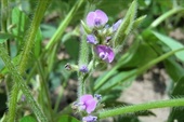大豆の花