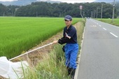 カメムシのすくい取り調査