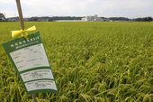 特別栽培米の立札