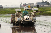今年の田植え作業