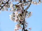 一気に開花した桜