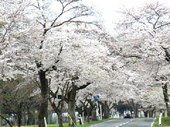 国道397号線（奥州市胆沢区）桜の回廊