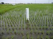 コープの田んぼの稲の育ち具合を測定しています