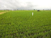 田植えからほぼひと月。こんなに大きくなりました