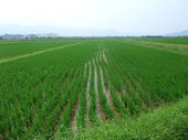 飼料用米は元気に育っているようで、例年通りの発育となっております。（7月23日撮影）