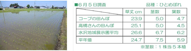 コープの田んぼと生育状況