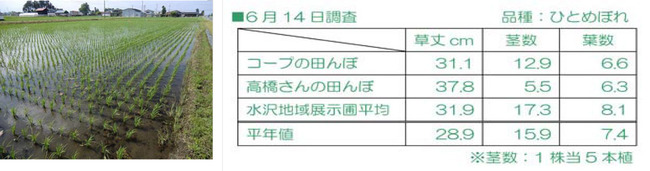 コープの田んぼと生育状況