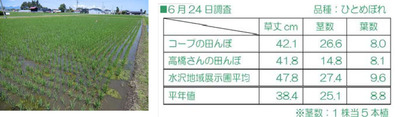 ユーコープの田んぼと育成状況