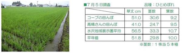 コープの田んぼと調査