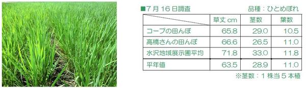 コープの田んぼと調査
