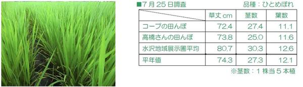 コープの田んぼと調査