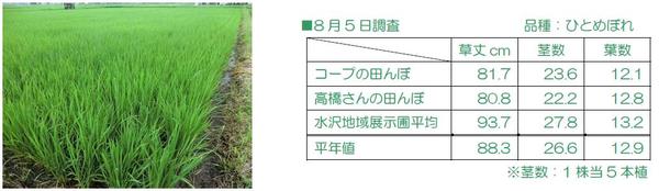 高橋さんの田んぼ、生育調査