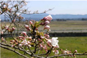 桜が開花しました！