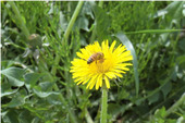 たんぽぽの蜜を吸うミツバチ