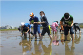学生さんの稲刈りです