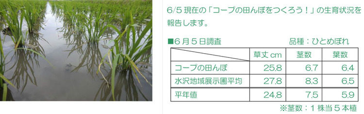 6/5現在の「コープの田んぼ」の生育状況です