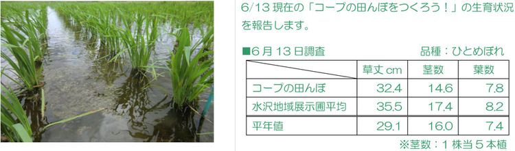 6/13現在の「コープの田んぼをつくろう！」の生育状況を報告します。