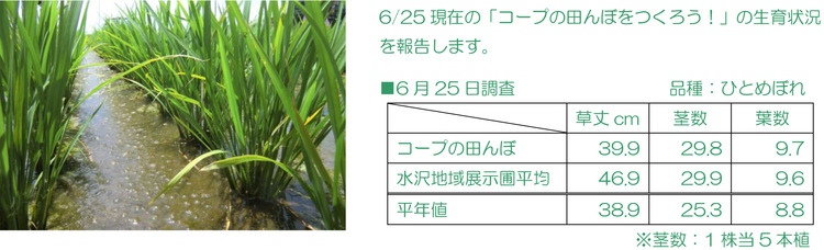 「コープの田んぼ」の育成状況