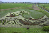 田んぼアート　富嶽三十六景「神奈川沖波浦」