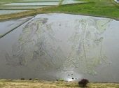たんぼアートづくり　連獅子