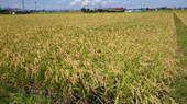 150915_tanbo5.png