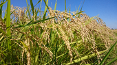 150915_tanbo6.png