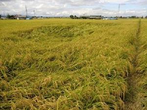 160919_iwate6.jpg