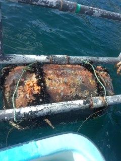 イケスの浮き玉。すぐムール貝やフジツボがついてしまう。