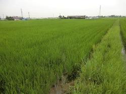 180717_iwate1.jpg