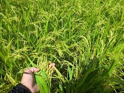 8_23iwate2.jpg
