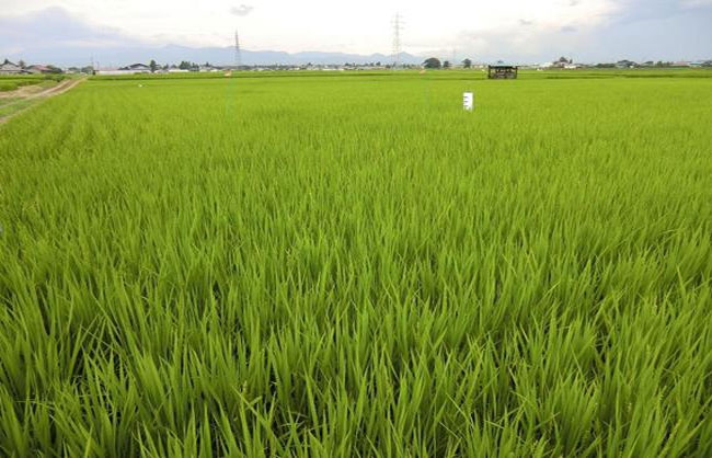 http://www.ucoop.or.jp/shouhin/shoku_shokuryo/sanchi/files/120806-2.jpg