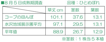 8/5成熟期調査